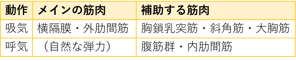 呼吸のメカニズム