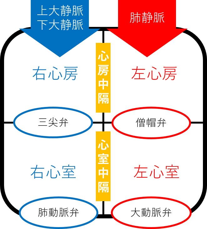 心臓の構造
