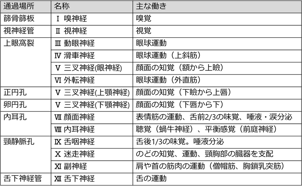 脳神経